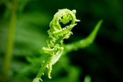 A frond unfurling