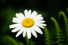 Raindrops on roses – I mean daisies.