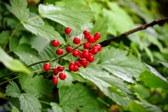 Bright red berries after the rain.