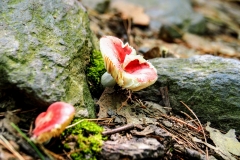 More Emetic Russula