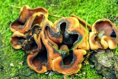 Mystery Macrofungus II