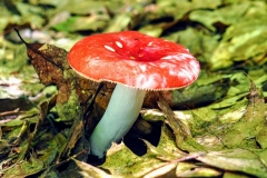 Emetic Russula