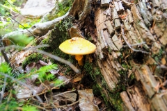 Chocorua Mushroom I