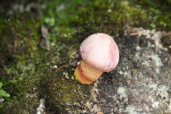 Chocorua Mushroom II
