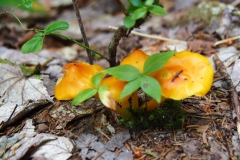 Chocorua Mushroom IV