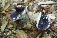 Chocorua Mushroom III