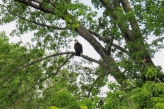 Eagle before diving
