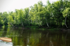 Birches on the brink
