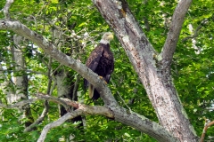 Wet eagle