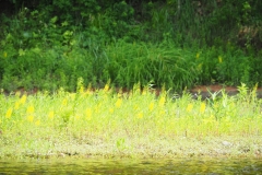 Wildflowers on a sandbar