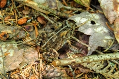 Appalachian Trail toad