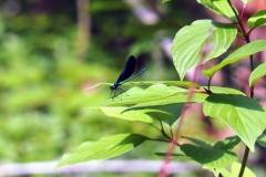 So pretty! Ebony Jewelwing damselflies were fluttering everywhere. We caught this one resting between flights.
