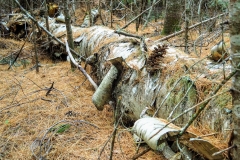 Fallen paper birch log