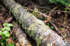 Spanish moss on a fallen tree along the Appalachian Trail