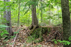 Here the forest is unstoppable. This boulder will soon just be a hillock in the woods.