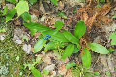These Blue Bead Lilies were everywhere!