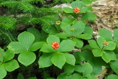 These unknown berry-bearing plants were everywhere