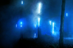Fog shrouded rain storm in the forest