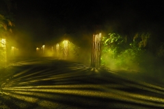 Light forest