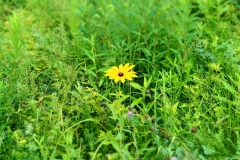 Bloom where you're planted!
