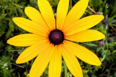 Morning bloom after overnight showers