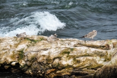 Gulls on a Log