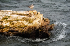 Log Gull Solo