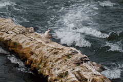 Gull Dance on a Log