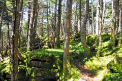 Moss-covered top of the mountain