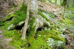 Moss Taking Root