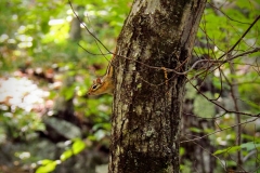 Peek-a-boo ground squirrel