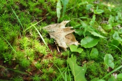 Teeny moss-like fernly things growing on the forest floor