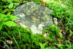 Likin' the Lichen