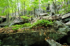 Ferns taking root on granite outcroppings